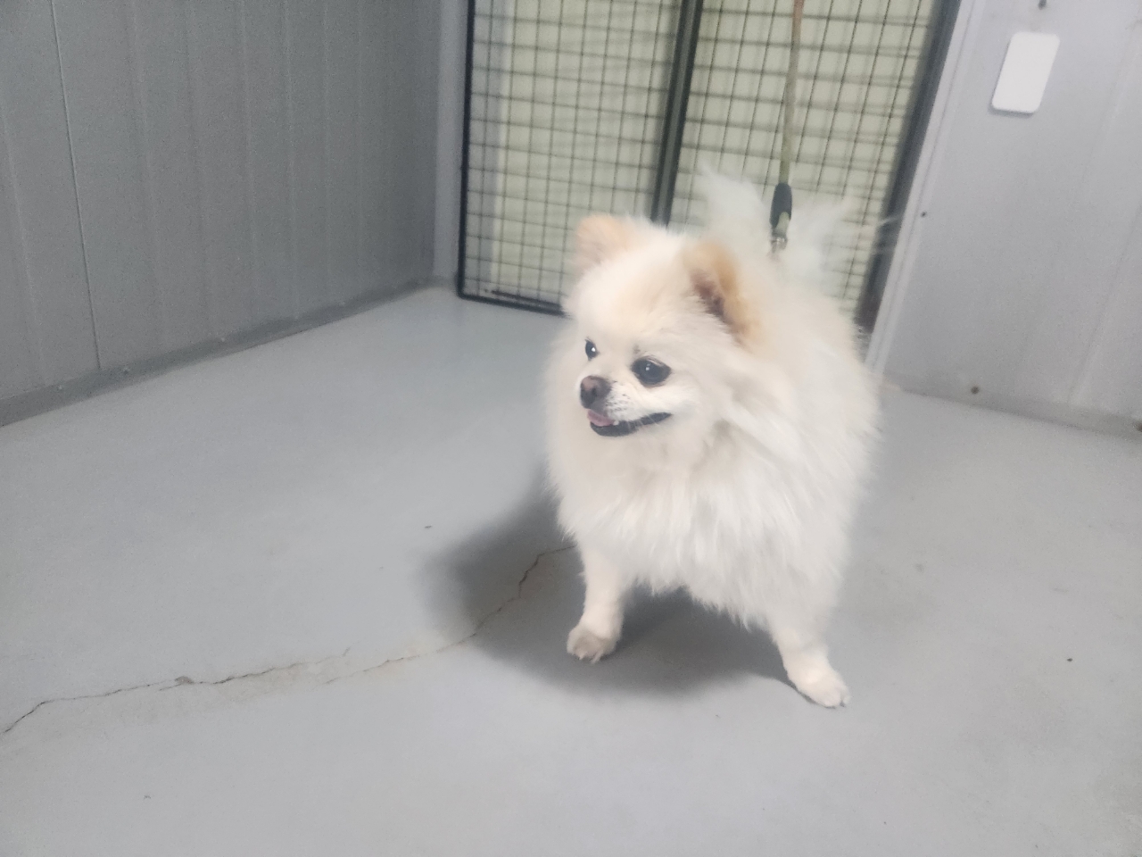 포메라니안 이미지 파일 입니다.